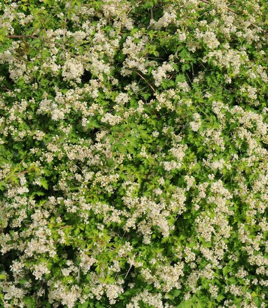 Stephanandra incisa 'Crispa'